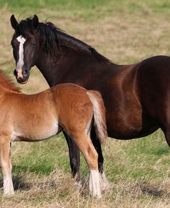 A21C2201 Welsh Section D Cob Mare and Foal, Wishaw Stud, UK