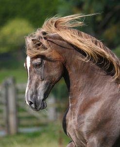 A21C2274 Welsh Section D Cob Stallion-Wishaw Revelation (28 Years)- Wishaw Stud, UK