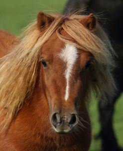 A21C3184 Shetland, Chase End Stud, UK