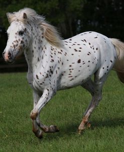 A21C4321 Pony Of America, Under The Son Farm, FL