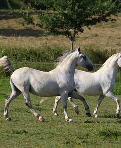 A21C4601 Lipizzaners, Dick Lane Carriage Driving, UK