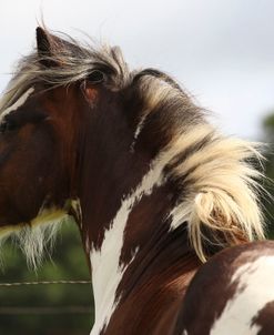 A21C4770 Clydesdale X, Briar Patch Farm, FL