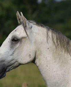 A21C4954 Lipizzaner, Dick Lane Carriage Driving, UK