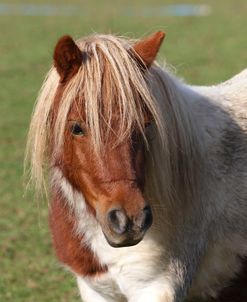 A21C2851 Shetland, Chase End Stud, UK