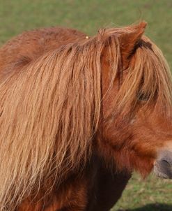 A21C2863 Shetland, Chase End Stud, UK