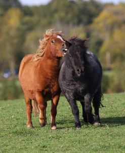 A21C3143 Behaviour, Biting, Shetlands, Chase End Stud, UK