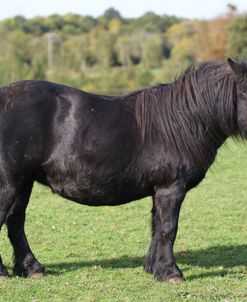 A21C3182 Shetland, Chase End Stud, UK