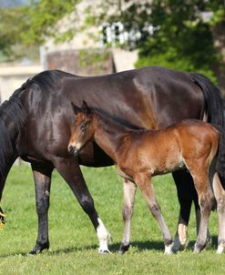 A21C5803 Warmblood Mare and Foal, West Kington Stud, UK