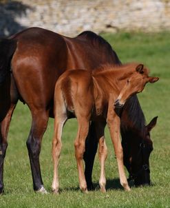 A21C5820 Warmblood Mare and Foal, West Kington Stud, UK