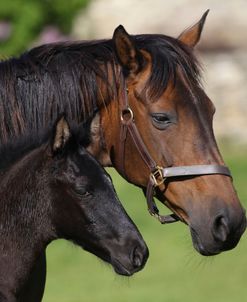 A21C5860 Warmblood Mare and Foal, West Kington Stud, UK