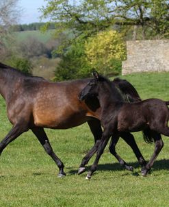 A21C5868 Warmblood Mare and Foal, West Kington Stud, UK