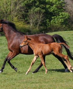 A21C5883 Warmblood Mare and Foal, West Kington Stud, UK