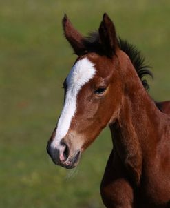 A21C5935 Warmblood Foal, West Kington Stud, UK