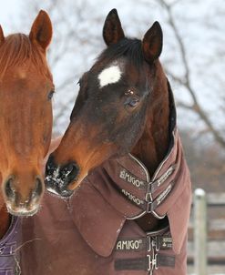 AY3V0348 Thoroughbreds In The Snow, Appin Farm, MI