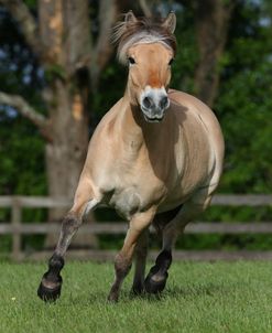 AY3V1082 Fjord, Owned By Robin Malkasian, Under The Son Farm, FL