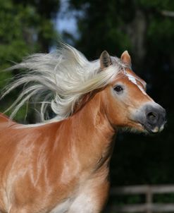 AY3V1447 Haflinger, Owned By Leslie King, Under The Son Farm, FL