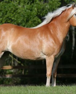 AY3V1492 Haflinger, Owned By Leslie King, Under The Son Farm, FL