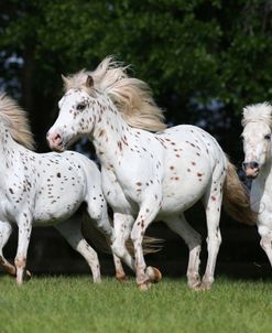 AY3V1863 Pony Of America, Under The Son Farm, FL