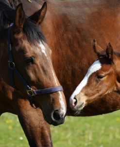 A21C5970 Warmblood Mare and Foal, West Kington Stud, UK