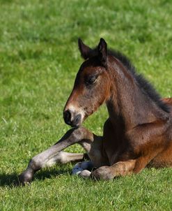 A21C6017 Warmblood Foal, West Kington Stud, UK