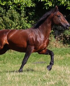 A21C6795 Cleveland Bay Stallion-Cholderton Ixion-Densome Stud, UK