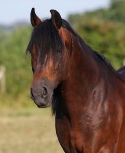 A21C7498 Cleveland Bay Stallion-Wyevale Brayden-Bahian Dreams Equestrian, UK