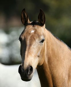 AY3V2821 Akhal Teke, Alex Jackson, FL