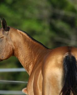 AY3V2856 Akhal Teke, Alex Jackson, FL