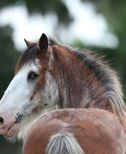 AY3V2960 Clydesdale, Briar Patch Farm, FL