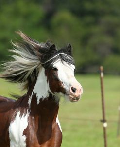 AY3V3037 Clydesdale X, Briar Patch Farm, FL