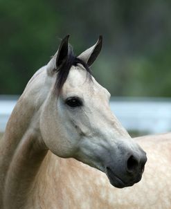 AY3V3695 Buckskin Mangalarga Mare, Owned By Claudia, FL