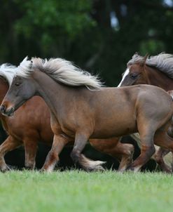 AY3V2312 Ponies, Under The Son Farm, FL