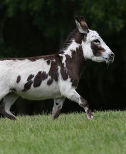 AY3V2382 Miniature Donkey-Melody-Under The Son Farm, FL