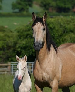 AY3V5725 Sport Horse Mare and Foal, Gassons Farm Stud, UK