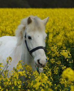 AY3V5822 Welsh Pony, Owned By Hester Collins, UK