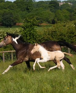 AY3V5852 Sport Horse Mare and Foal, Gassons Farm Stud, UK