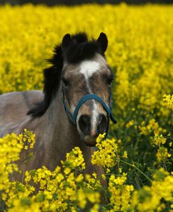 AY3V5876 Welsh Pony, Owned By Hester Collins, UK