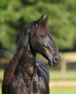 AY3V3805 Friesian-Anjer-Sharon Jerdeman, Whispered Wish Weser-EMS, FL