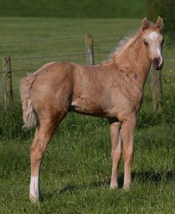 AY3V5509 Sport Horse Foal,Gassons Farm Stud, UK