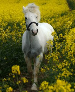 AY3V5984 Welsh Pony, Owned By Hester Collins, UK