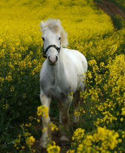 AY3V5987 Welsh Pony, Owned By Hester Collins, UK