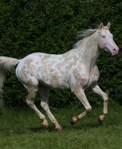 AY3V6123 Sport Horse Stallion, Gassons Farm Stud, UK