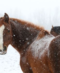 AY3V9914 Arab-Sammy-In The Snow, Appin Farm, MI