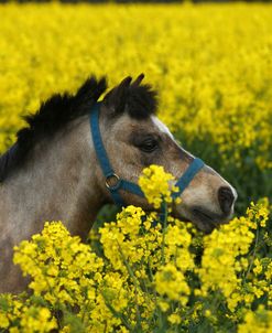 AY3V5885 Welsh Pony, Owned By Hester Collins, UK