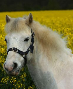 AY3V5927 Welsh Pony, Owned By Hester Collins, UK