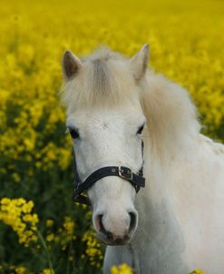 AY3V5946 Welsh Pony, Owned By Hester Collins, UK