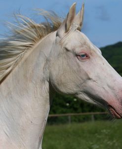 AY3V5978 Sport Horse Mare, Gassons Farm Stud, UK