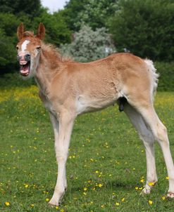 CQ2R0749 Haflinger Foal, Owned By Helen Norville, UK