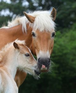 CQ2R0809 Haflinger Mare and Foal, Owned By Helen Norville, UK