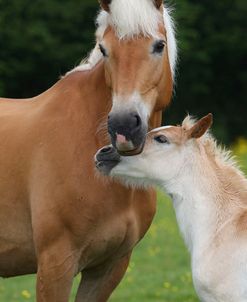 CQ2R0860 Haflinger Mare and Foal, Owned By Helen Norville, UK